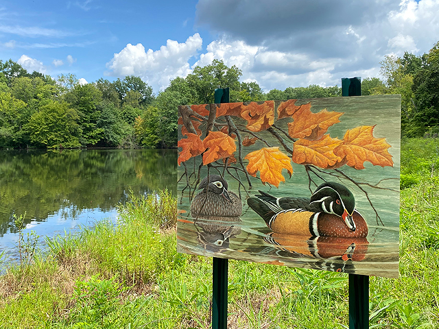 One of artist John A. Ruthven's duck prints displayed along the "John A. Ruthven Tribute on the Trails" at the Cincinnati Nature Center.