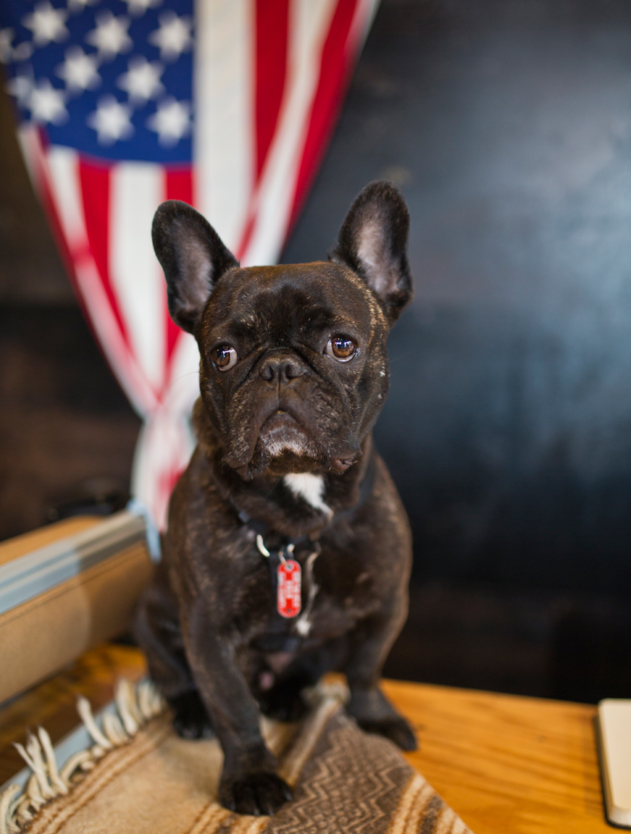 Name: Craig // Breed: French Bulldog // Occupation: Model at Article Menswear // Has there ever been a more dapper model than Craig, the handsome French bulldog who has become the face of Article Menswear? This heartbreaker can be found soaking up some sunshine, repping some Cincinnati gear (a la a cozy Bengals tee) or lounging beside the newest arrivals on Article’s Instagram page. Pictures are free — but no autographs please. Craig’s a busy man.
