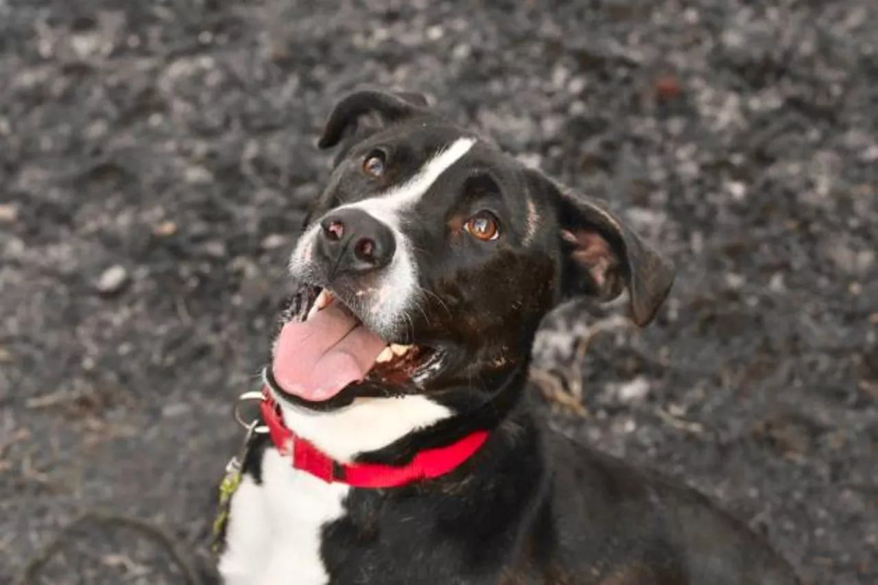 30 Adoptable Dogs and Cats from Cincinnati Animal CARE Who Need Homes